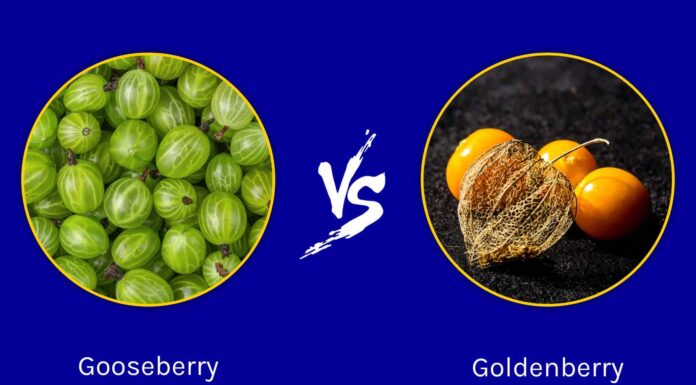 Uva spina contro Goldenberry: c'è una differenza?
