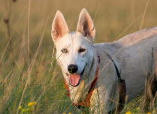 Gerberiano Shepsky
