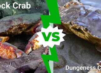 Rock Crab vs Dungeness: 6 differenze per identificarli
