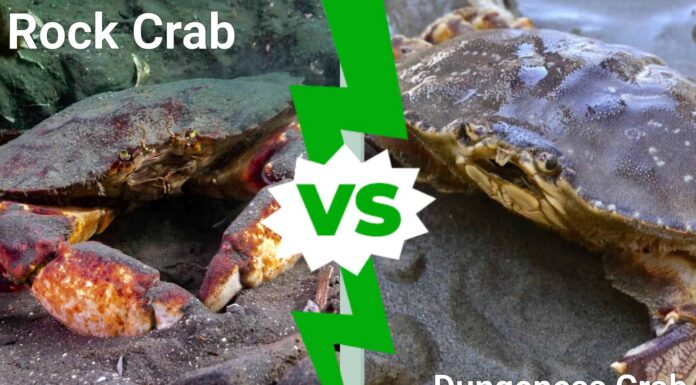 Rock Crab vs Dungeness: 6 differenze per identificarli
