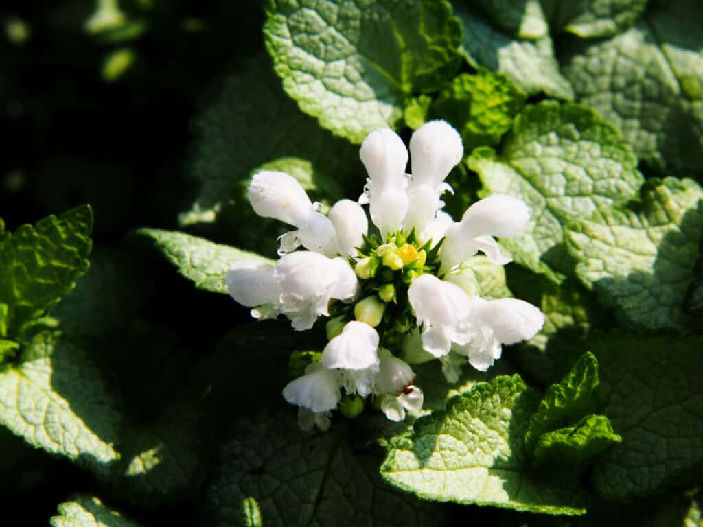 Lamium Maculatum o nancy bianca