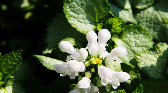 6 Fiori perenni a sole parziale
