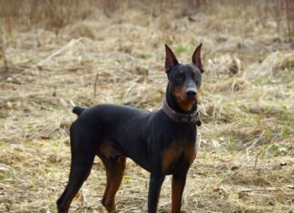 Pinscher tedesco
