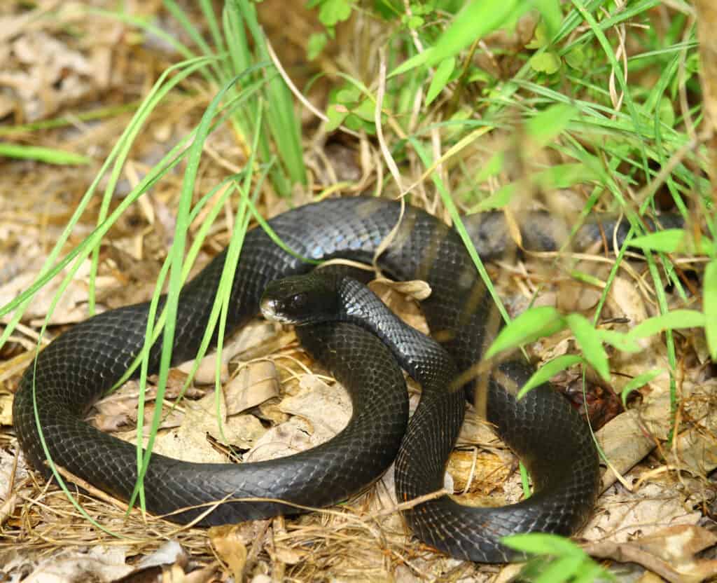 Il serpente di ratto nero orientale nel suo habitat