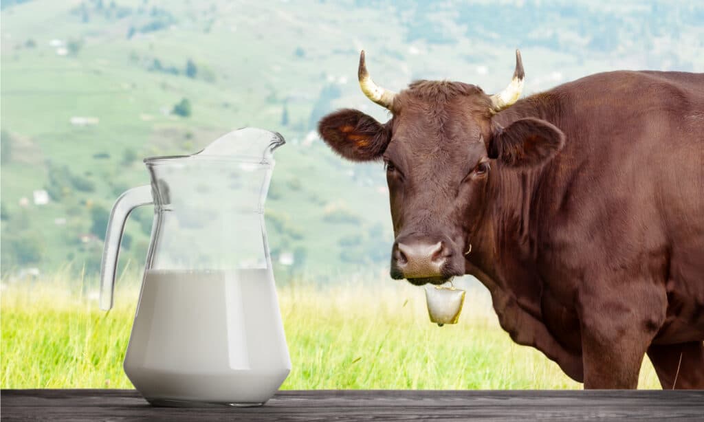Latte di mucca