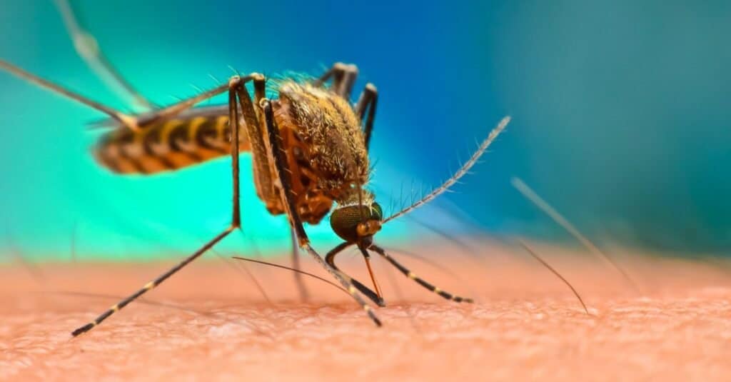 L'animale più mortale del mondo: le zanzare