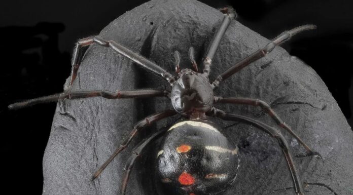 6 ragni velenosi unici in Ohio
