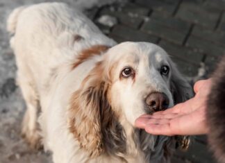  I cani possono annusare il cancro?  La realtà contro il mito
