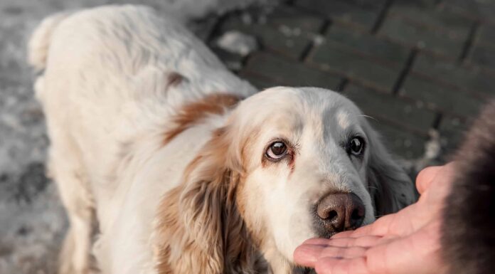  I cani possono annusare il cancro?  La realtà contro il mito

