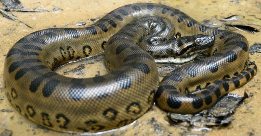 I serpenti più grandi: l'anaconda verde