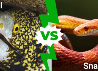 Anguilla vs serpente: 6 differenze e modi per identificarli
