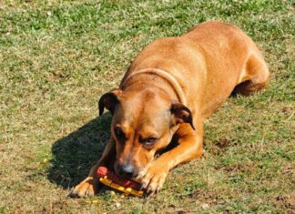  I cani possono mangiare hot dog?  Si ammaleranno?
