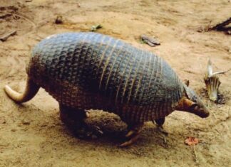 Armadillo gigante
