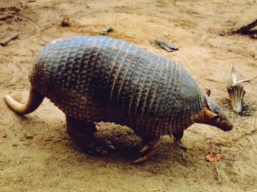 Armadillo gigante
