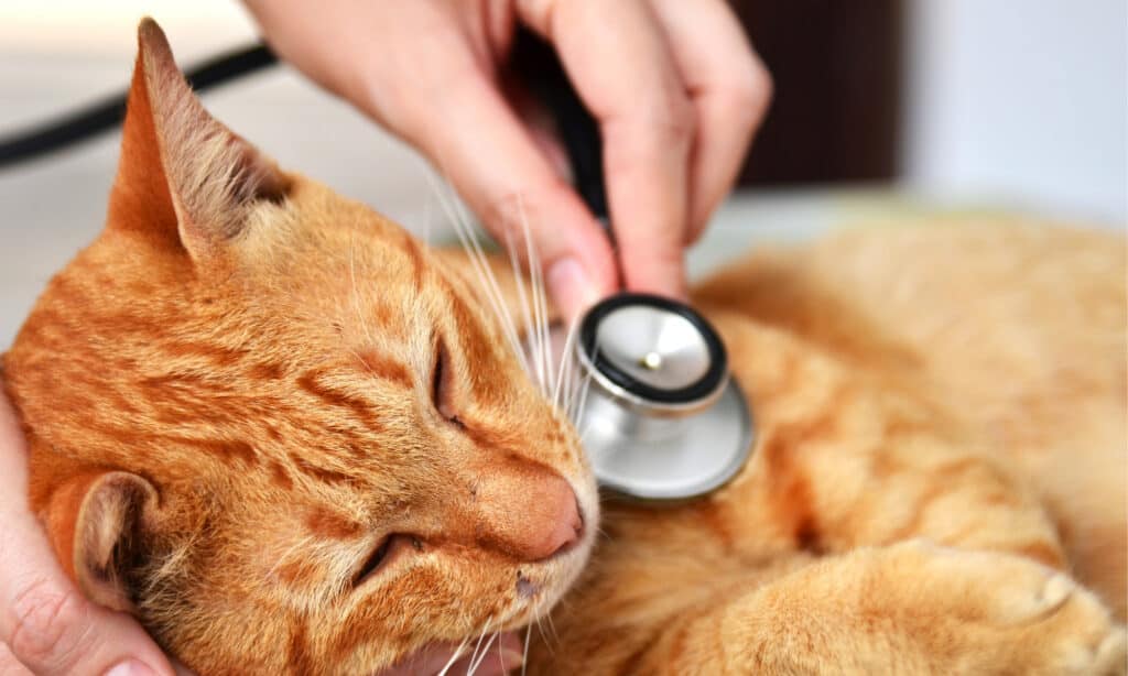 Veterinario che esamina un gatto arancione
