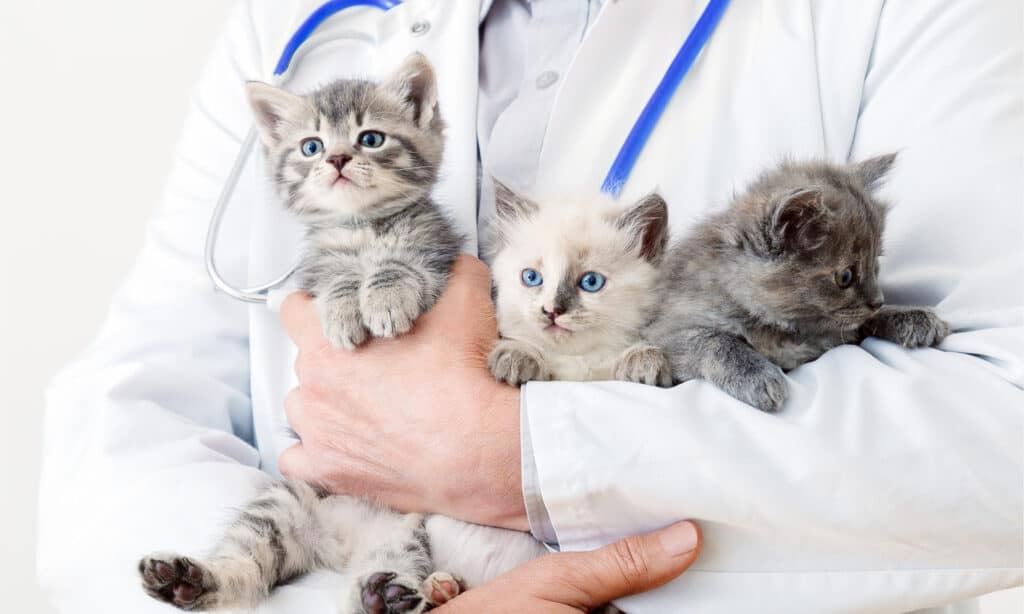 3 gattini tra le braccia di un veterinario