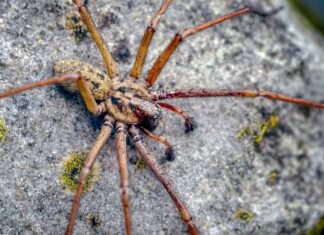 Ragno gigante della casa
