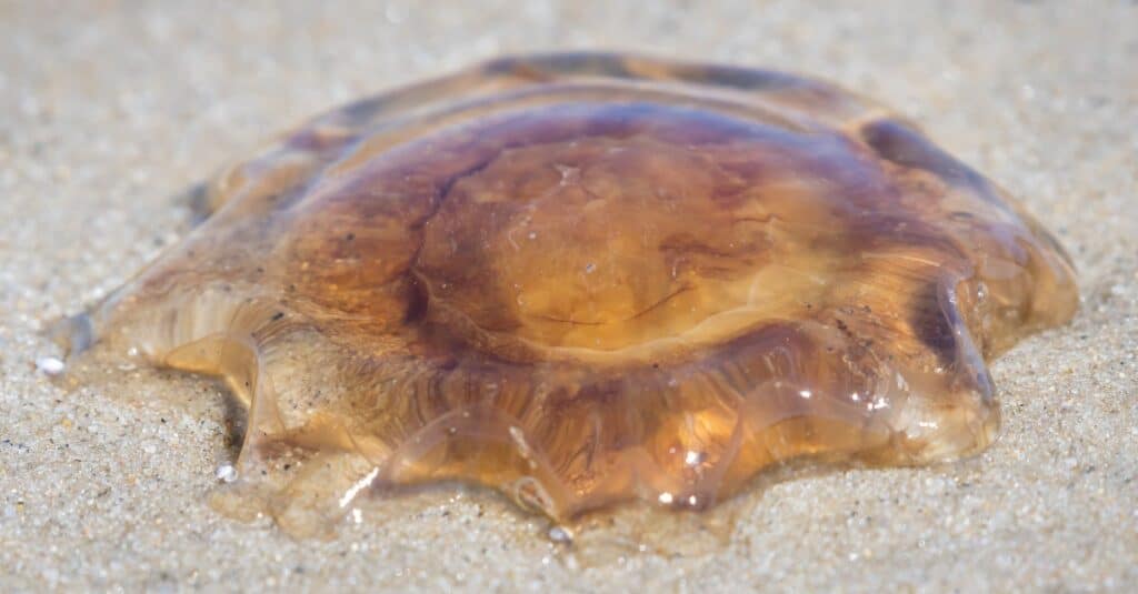 Una medusa dalla criniera di leone trovata sulla spiaggia del Monomoy National Wildlife Refuge.