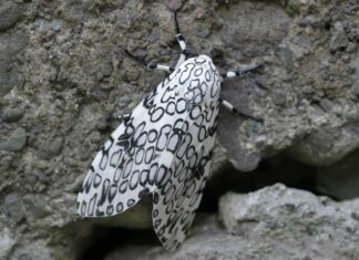 Falena Leopardo Gigante
