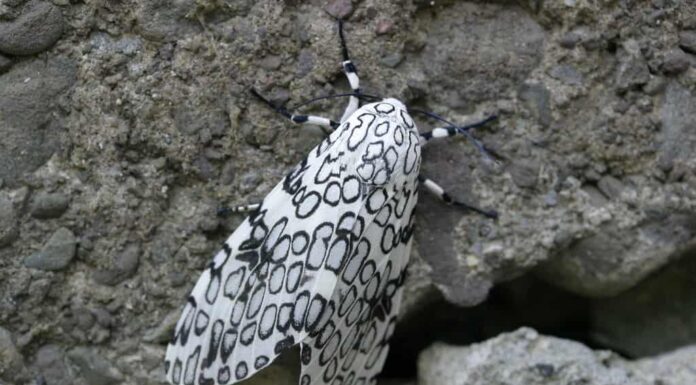 Falena Leopardo Gigante
