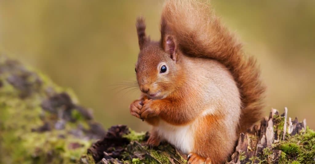 Uno dei fatti più incredibili sullo scoiattolo rosso è che sono "piantatrici della natura" poiché le noci che seppelliscono ma dimenticano di crescere in nuovi alberi