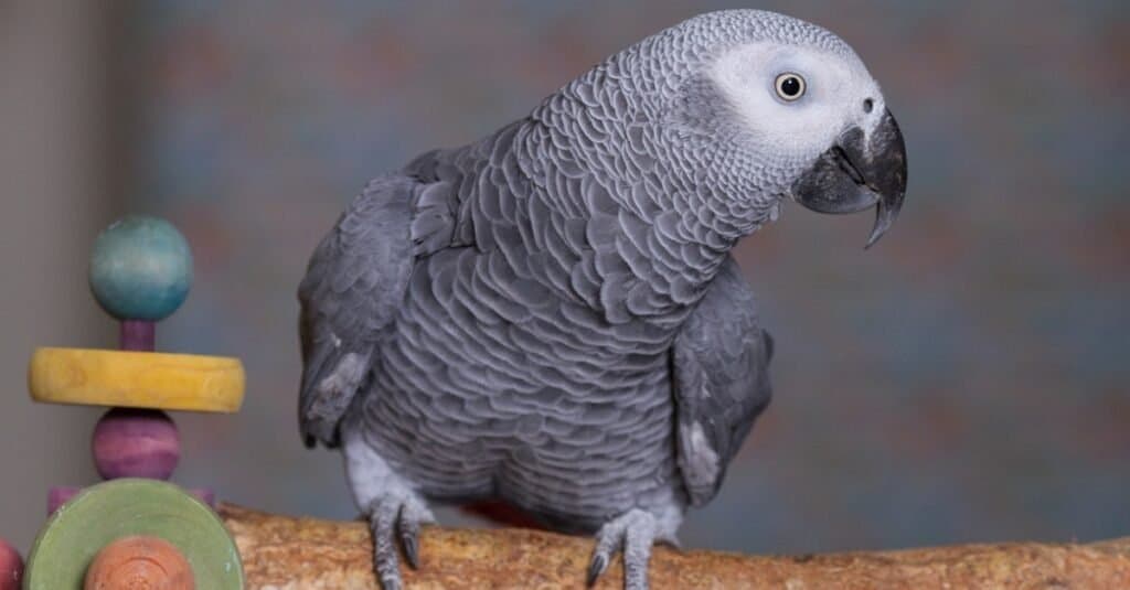 Animali grigi misteriosi - pappagallo grigio africano
