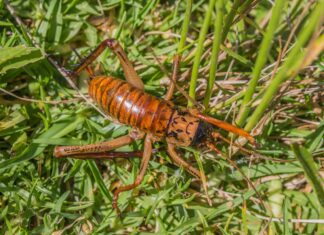 Weta gigante
