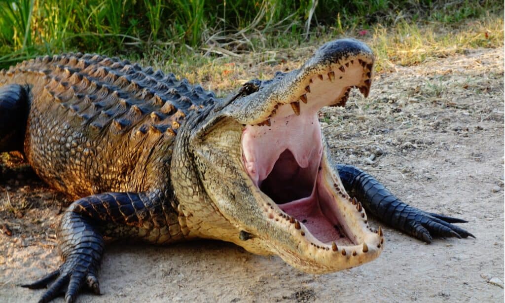 Gli alligatori hanno denti aguzzi e un morso potente