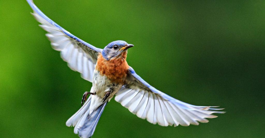 Bluebird della Carolina del Nord in pieno volo