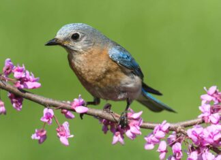 I 5 migliori posti per il birdwatching del West Virginia quest'estate
