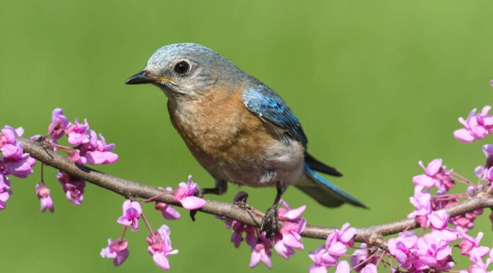 I 5 migliori posti per il birdwatching del West Virginia quest'estate
