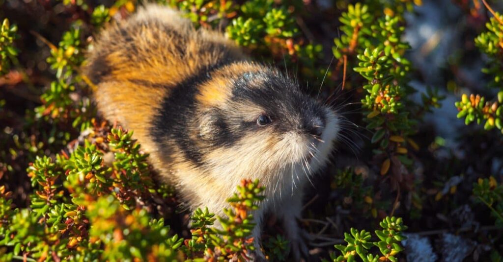 Gli animali più stupidi del mondo: i lemming norvegesi