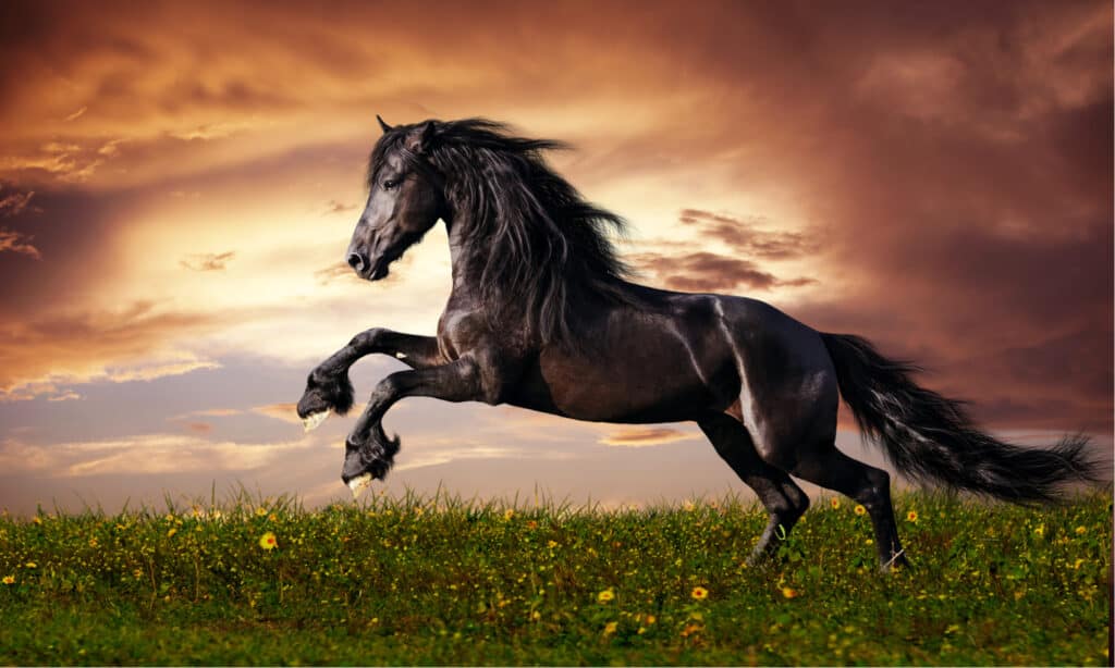 Galoppo nero del cavallo frisone in un campo.