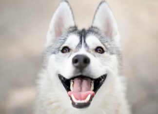 65 nomi di cani Husky
