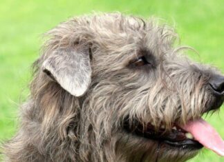 Glen Di Imaal Terrier
