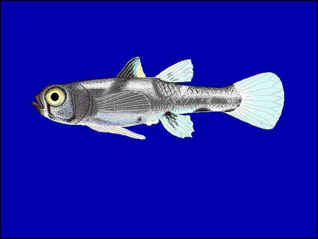 Il pesce più piccolo del mondo: il ghiozzo pigmeo nano