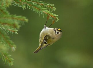 Goldcrest
