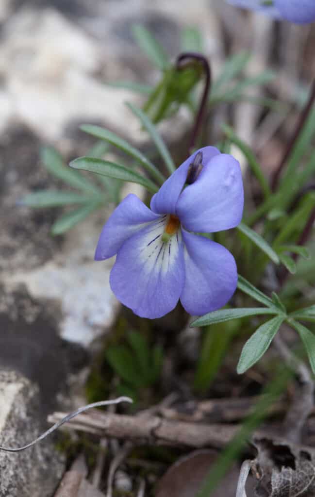 Dolce azzurro Birdsfoot Violetta di fiori selvaggi che fiorisce sul suolo della foresta