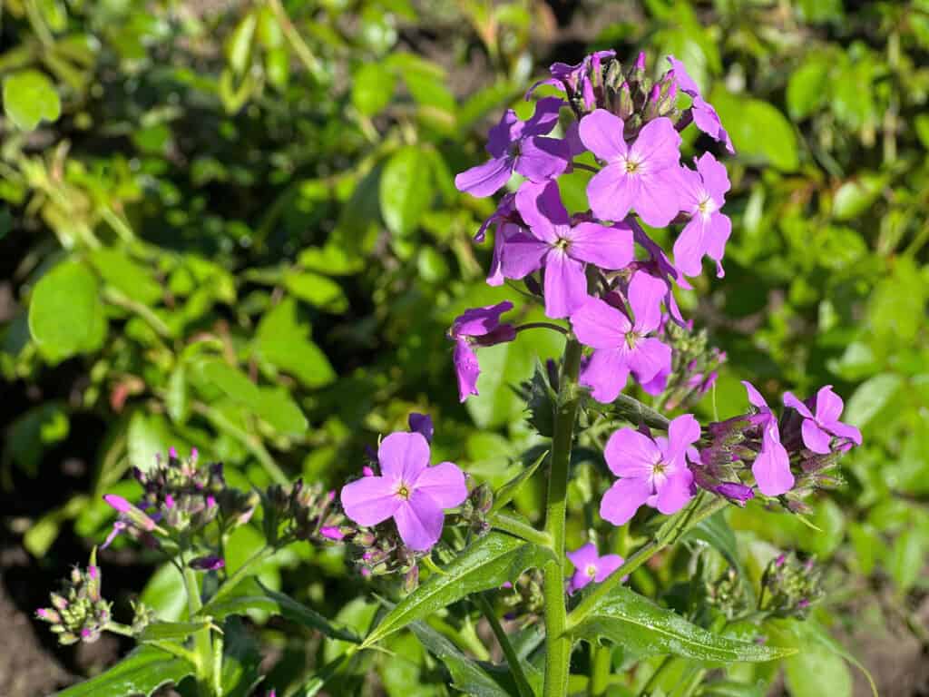 Fiori viola del razzo di dame Hesperis matronalis cespuglio in giardino.
