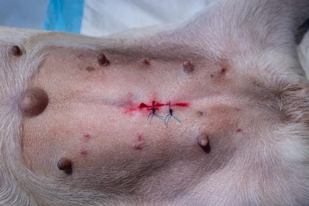 L'addome di un cane con punti di sutura dopo un intervento chirurgico per un'ernia ombelicale