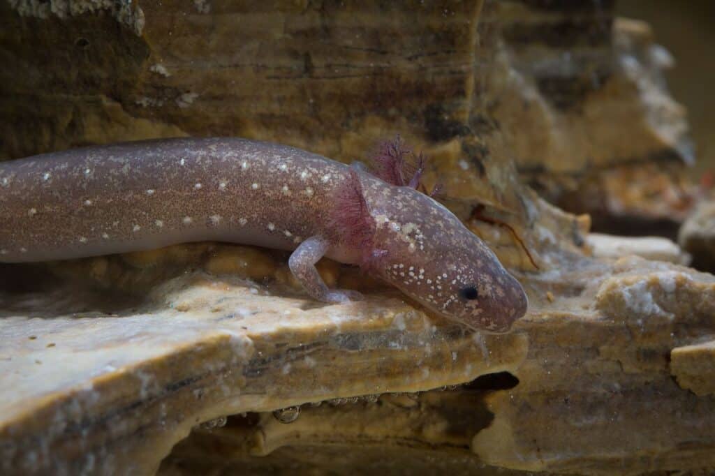 Salamandra di Barton Springs
