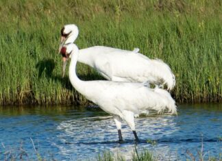 15 specie in via di estinzione in Texas
