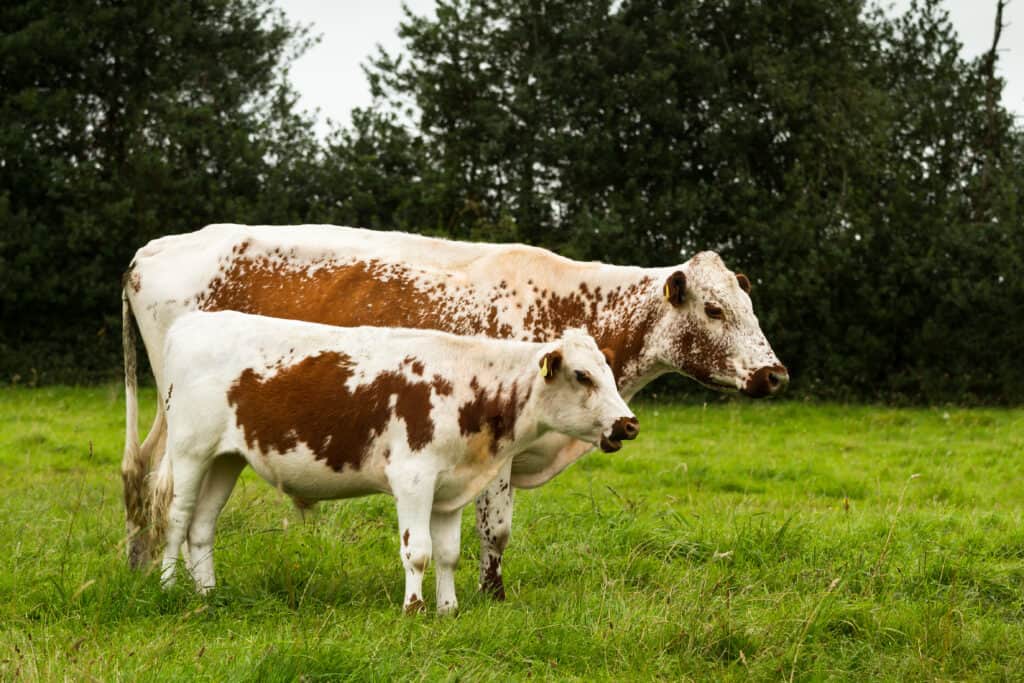 Mucca e vitello moiled irlandesi
