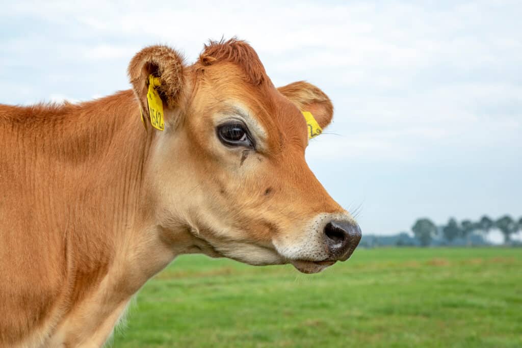 Le mucche Jersey sono note per la loro natura placida e per la capacità di produrre grandi quantità di latte