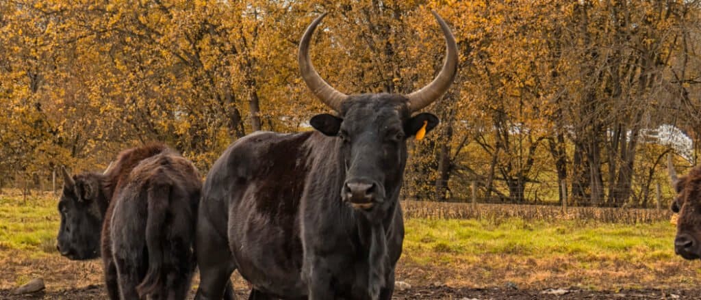 Beefalo in autunno
