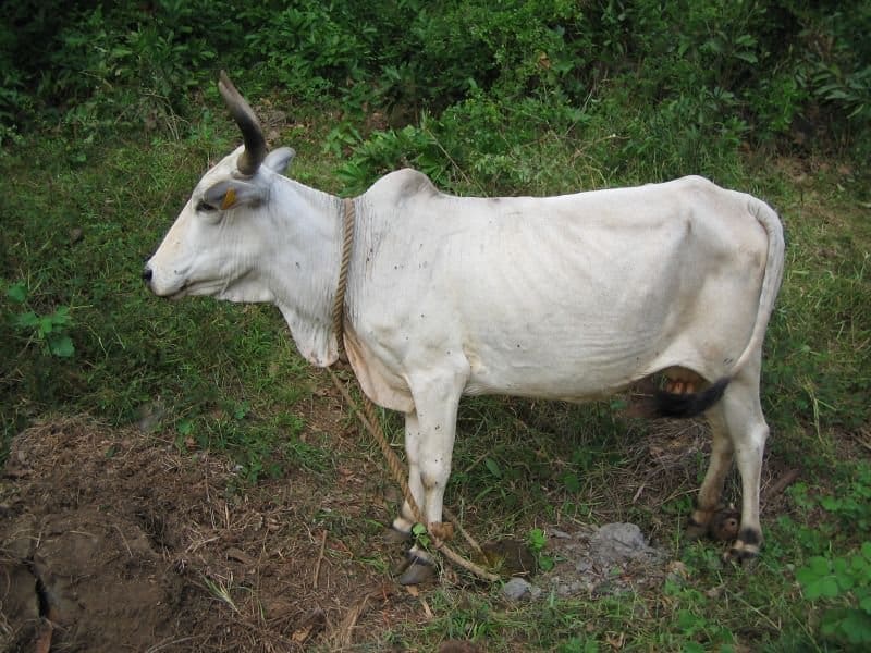 Zebù mucca in campo