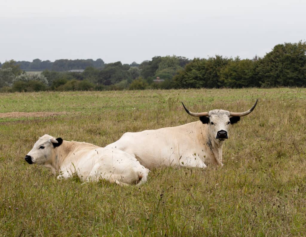 I bovini del parco bianco sono spesso sconosciuti a causa della loro rarità