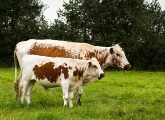 Scopri i 10 diversi tipi di bovini che non sapevi esistessero
