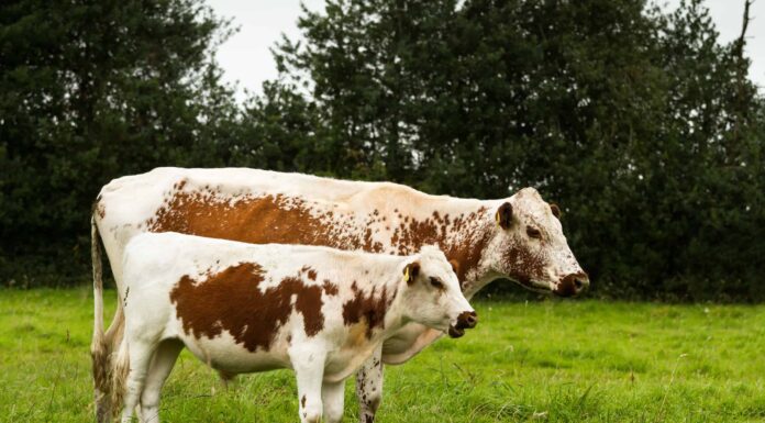 Scopri i 10 diversi tipi di bovini che non sapevi esistessero
