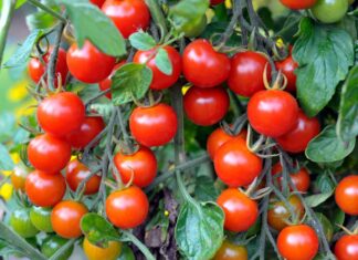 Quando piantare pomodori in Texas: 8 consigli per il tuo giardino
